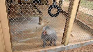 Angry Baboon Wants the Girl [upl. by Stinky]