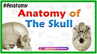 Anatomy of the Skull Norma basalis  Anterior part  Middle part and Posterior part [upl. by Sidras]