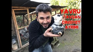 Yavru Tavşan Cinsiyeti Nasıl Anlaşılır [upl. by Cavil]