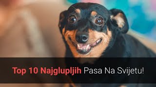 🐕 Najgluplji Psi – Top 10 Najglupljih Pasmina Pasa Na Svijetu [upl. by Cresida]