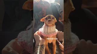 Crocheting a goofy jumper for Dobby 🧶💕 crochet crochetpattern doglover chihuahua [upl. by Enyaz]