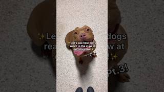 Let’s see how dogs react to the CLAW at dog daycare pt3 dogshorts dogdaycare doglover [upl. by Kaya]