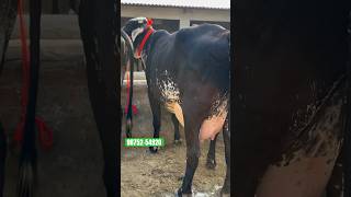 shortvideo 4 Girlando Cow For Sale shorts dairy cow [upl. by Daniels]