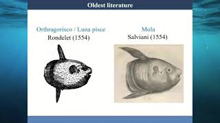 Etsuro Sawai  Largest Size Records and Taxonomic History of Modern Ocean Sunfishes Molidae [upl. by Goddord]