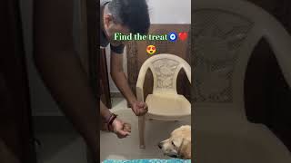 Alexa game time  find the treats shortsfeed labraworld doglover cute [upl. by Ynad]