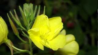 NACHTKERZE Oenothera biennis öffnet sich  HD [upl. by Tranquada]