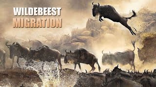 The Great wildebeest Migration Africa’s Spectacular Journey Hindi [upl. by Donavon]