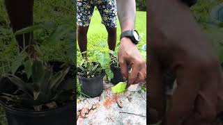 Leaf of Life vs Moringa Which Herbal Remedy is More Effective [upl. by Nosredna]