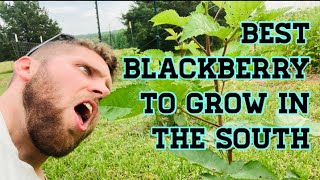 Best Blackberry Plant to Grow in the South  Prime Ark Freedom [upl. by Eenar]