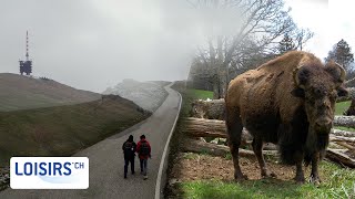 Le Chasseral  Lun des plus hauts sommets du Jura [upl. by Carli]