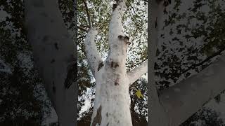 American sycamore platanus occidentalis [upl. by Weiman]