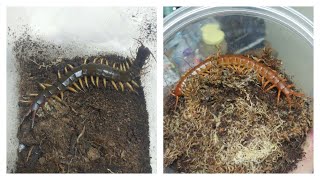 Scolopendra subspinipes dehaani Hunting Black flame legs Chinese red [upl. by Ehsiom]