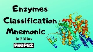 Enzymes Classification amp Examples Mnemonic in 2 mins [upl. by Perry]