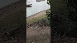 Captivating Geese at Salford Quays [upl. by Laersi]