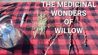 WILLOW IS NATURAL ASPIRIN  MEDICINE FROM THE LAND offgridDAVID [upl. by Anyak625]