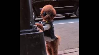 PoochofNYC aka Agador and the paparazzi [upl. by Ssew]