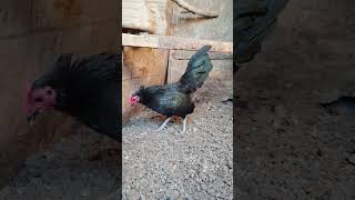 First time dubbing a rooster [upl. by Tova]