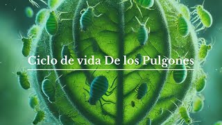 Ciclo de vida de los pulgones [upl. by Charpentier]