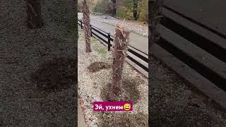 Корчуем пальму грамотно 😇 сочи nature пальмы растения садлайфхаки трудкрут настроение palm [upl. by Udall]