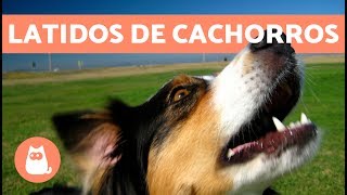 Latidos de cachorros os mais fofos e engraçados [upl. by Lettig793]