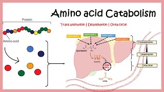 Amino acid catabolism Transamination  Deamination  Urea cycle [upl. by Lyle]