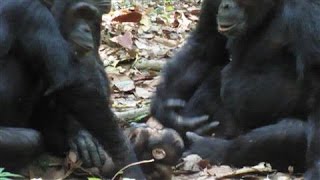 Chimpanzees Cared for Disabled Infant in the Wild [upl. by Wong862]