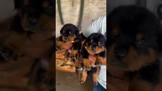 Roit weiler pair available trending pitbull roitweiller dogbreed [upl. by Claresta]