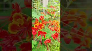 caesalpinia pulcherrima flowers shortsfeed shorts MayilBarbados flowersPeacock flower mayil [upl. by Quillan]