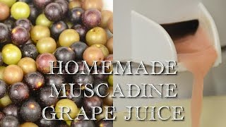 Homemade Muscadine Juice [upl. by Primo422]