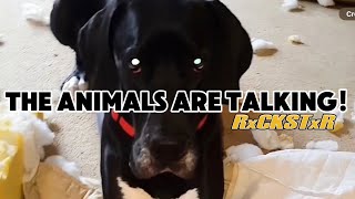 These Animals Are Really Talking Vol 3  RxCKSTxR Comedy Voiceovers [upl. by Yerrot]