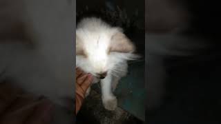 Anak amo kucing gemoy [upl. by Eilesor]