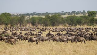 Tanzania Safarithe Great MigrationAfrica’s Big 5 Serengeti Tarangire amp Ngorongoro Crater [upl. by Anitniuq]