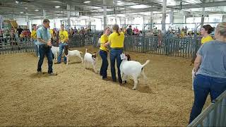 4H amp FFA Meat Goat Show at 2021 Lancaster County Super Fair [upl. by Thetisa672]