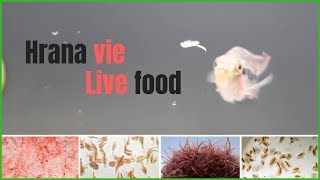 Hrana Vie  Live Food [upl. by Naeloj658]