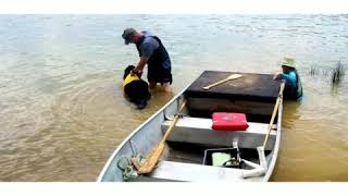 Newfoundland Dogs Water Rescue Training [upl. by Hildegard228]