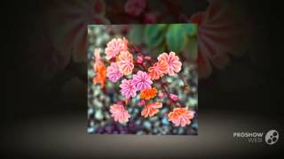 Lewisia  garden plants [upl. by Mufi]