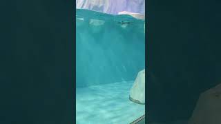 Dubai Aquarium penguin waterlife travel traveldiaries [upl. by Cesya38]