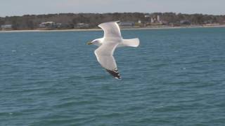 Seagull in flight [upl. by Suillenroc]