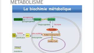 Introduction Physiologie 1 [upl. by Ennaoj]