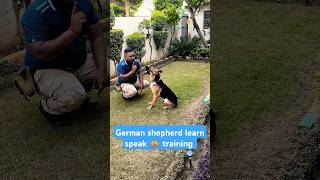 German shepherd learn speak 🙊 training session 274 shorts [upl. by Airelav]