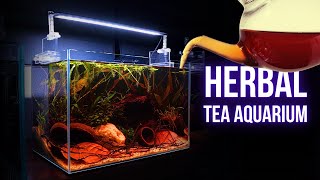 I made UNIQUE TEAINFUSED BETTA AQUARIUM  Step by step AQUASCAPING TUTORIAL  EP1 [upl. by Winonah]