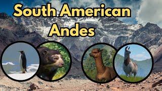 Andean Animals Are Taking Over Our Zoo [upl. by Ahtiuqal]