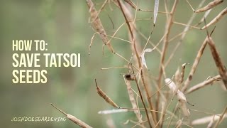 How to Save Tatsoi Seeds [upl. by Eleonora]