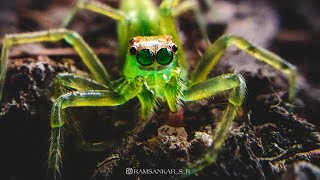 Jumping spider eye movements 🕷️ Macro  Photography🕸️ [upl. by Goody]