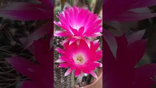 Lobivia winteriana cactus flowers nature echinopsis gardening cacti plants succulents [upl. by Kendre]