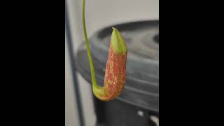 Ncoccinea carnivorous carnivorousplant carnivorousplants nepenthes exoticplants lowlands [upl. by Colyer]