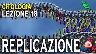 La REPLICAZIONE del DNA Citologia Lezione 18 [upl. by Etan495]