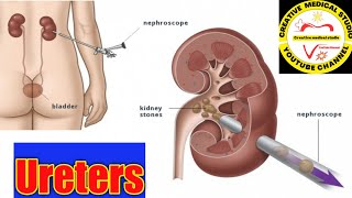 Ureter anatomy Ureter obstruction anatomy of ureter [upl. by Sille]