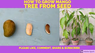 How to Grow Mango Tree From Seed [upl. by Ahsikar]