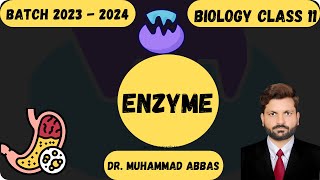 What are Enzymes Introduction [upl. by Darra]